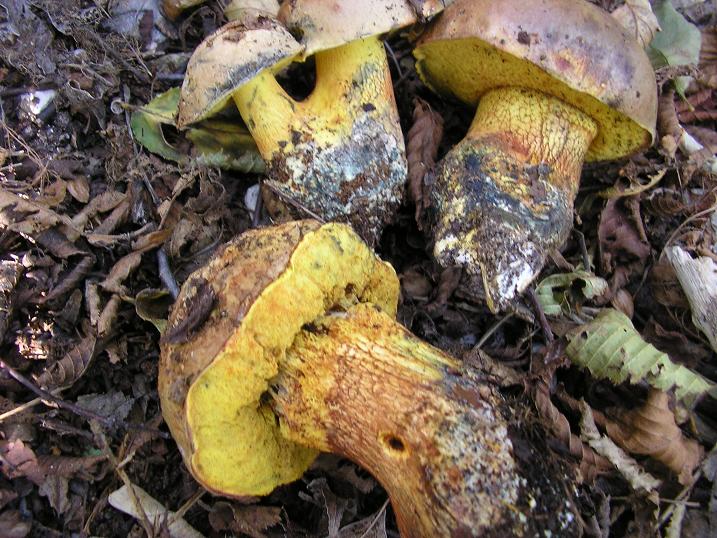 Boletus poikilochromus